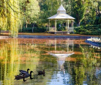 Wetland - Dunavski park
